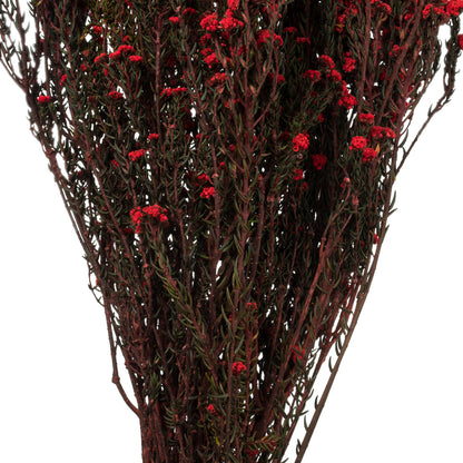 Vickerman 22" Natural Phylica Red bunch Preserved