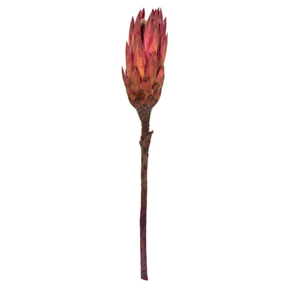 Vickerman 8-12" Erica Pink Repens - Natural Stem - Bulk case 180 pieces Dried