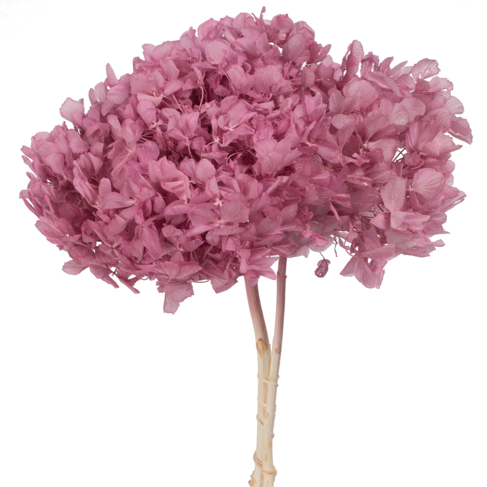 Vickerman 15" Brombeer Hydrangea with Multiple Branch Segments Preserved