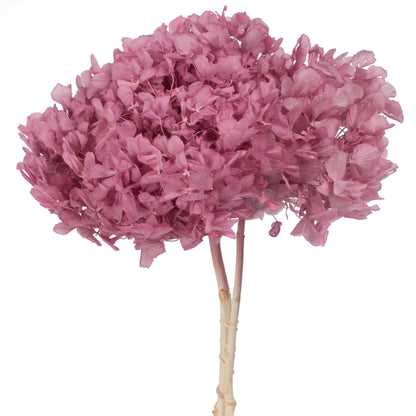 Vickerman 15" Brombeer Hydrangea with Multiple Branch Segments Preserved