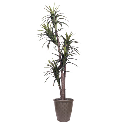 Vickerman 6' Artificial Marginata Executive Tree Brown Round Plastic Container.