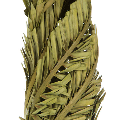 Vickerman 40-48" Basil Coco Palms - Twisted 6 stems Dried