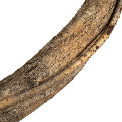 Vickerman 38-45" Natural Twisted Vine. Includes 2 Vines per Pack Dried