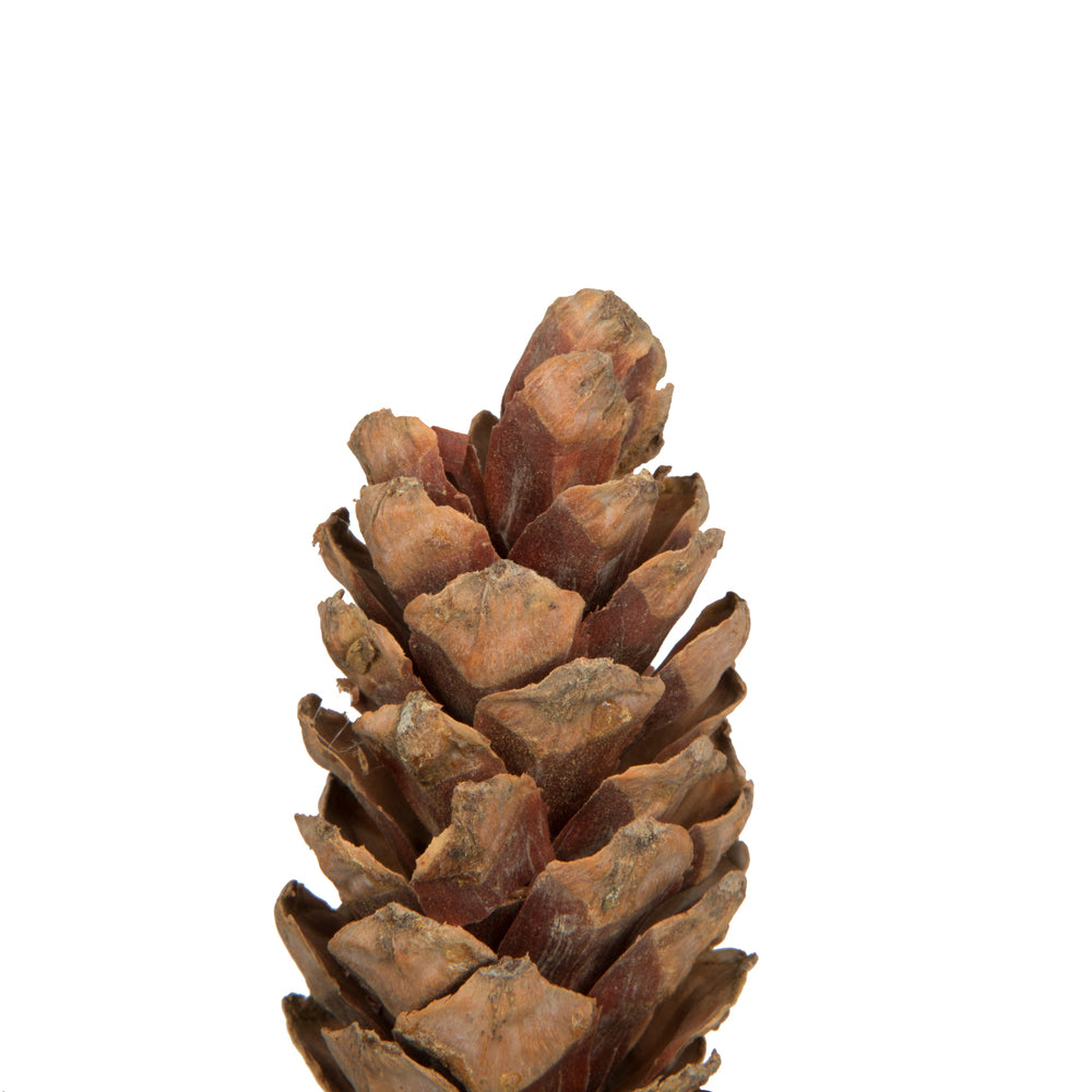 Vickerman Natural Botanicals 3.14" Strobus Small Natural. Includes 50 pieces per unit