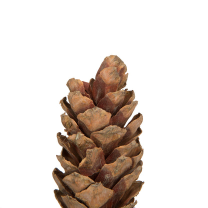 Vickerman Natural Botanicals 3.14" Strobus Small Natural. Includes 50 pieces per unit