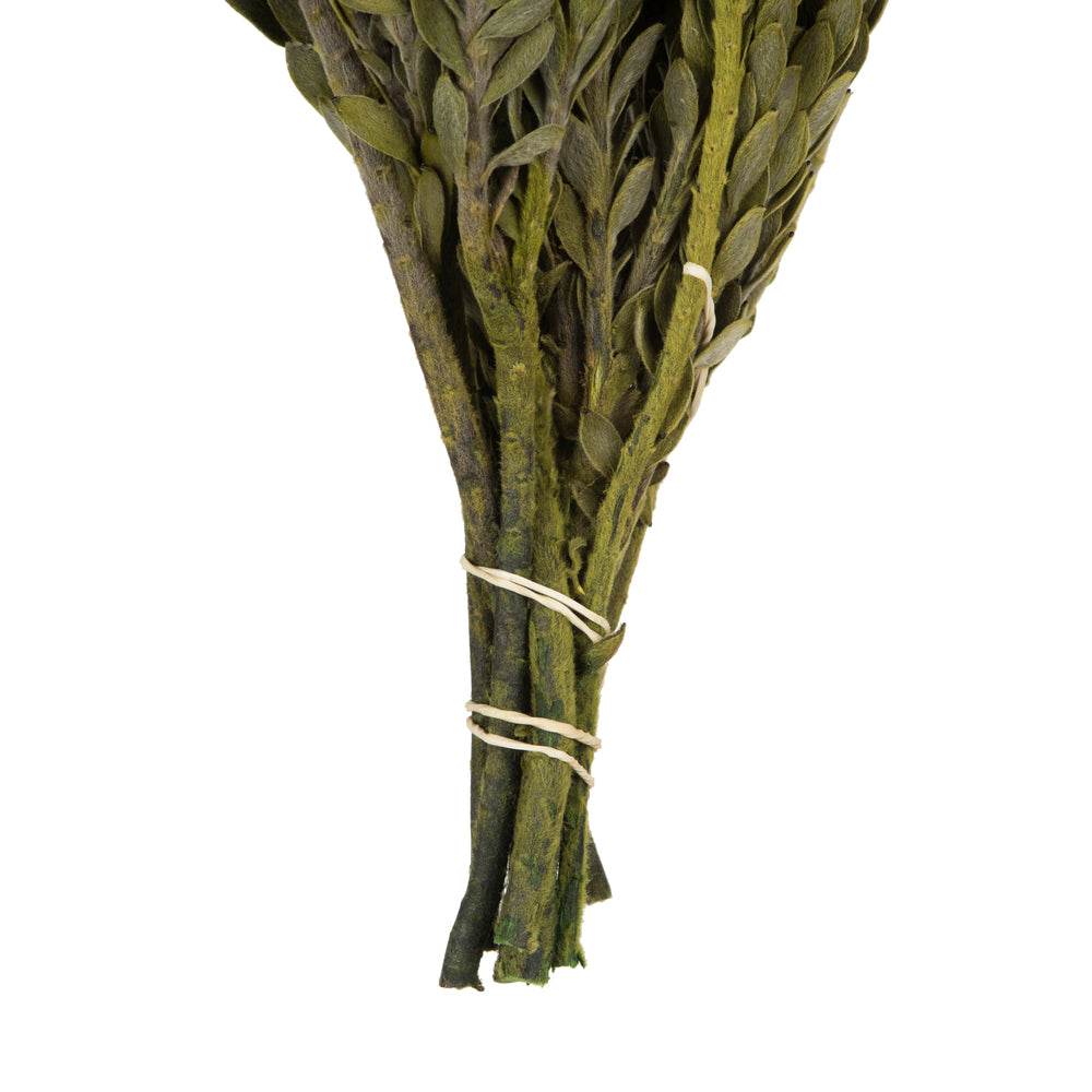 Vickerman 12-16"  Green Buxifolia - Mini 4 oz Bundle Preserved