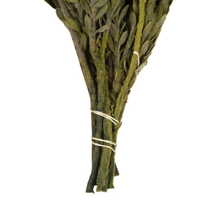 Vickerman 12-16"  Green Buxifolia - Mini 4 oz Bundle Preserved