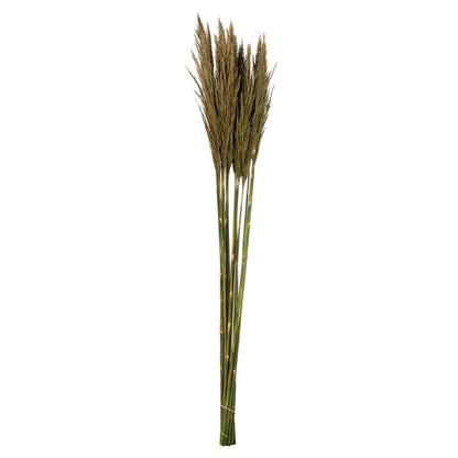 Vickerman 36" Natural Green Plume Reed Bundle (15-20 stems) Preserved