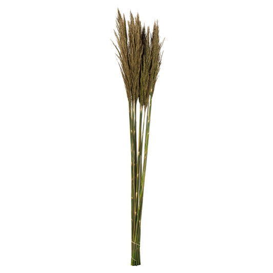 Vickerman 36" Natural Green Plume Reed Bundle (15-20 stems) Preserved