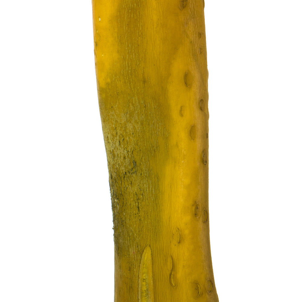 Vickerman 36-38" Basil Kelp - (Sea Kelp)  1 piece per pack Dried