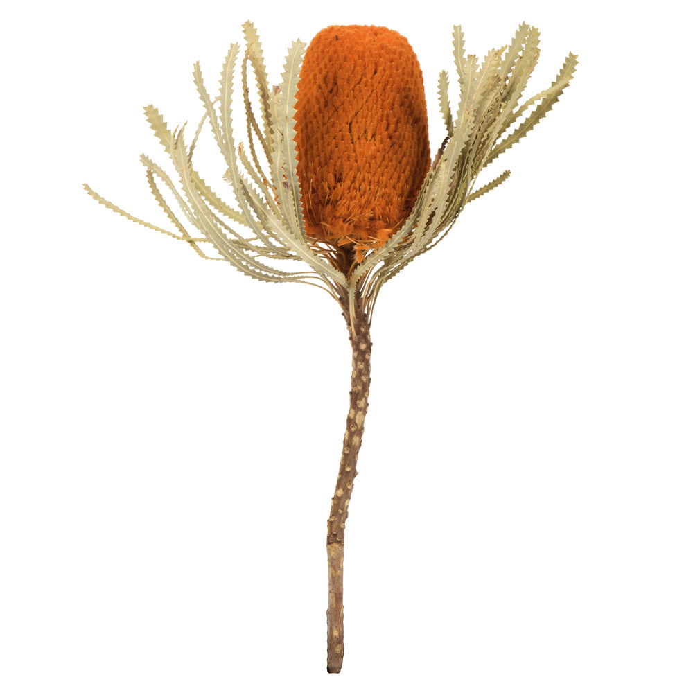 Vickerman 12" Jumbo Autumn Banksia Flower with Stem. Includes 3 Stems per Pack. Dried