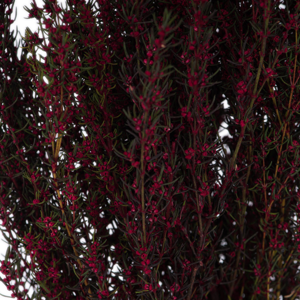 Vickerman 22-26" Merlot Grabia 5-6 oz Bundle Preserved