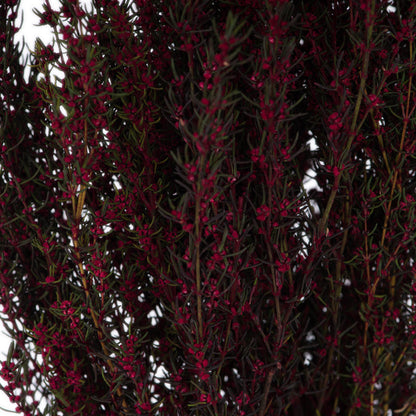 Vickerman 22-26" Merlot Grabia 5-6 oz Bundle Preserved