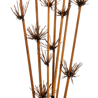 Vickerman 36-40" Brown Star Bamboo Reed 7 stems Dried