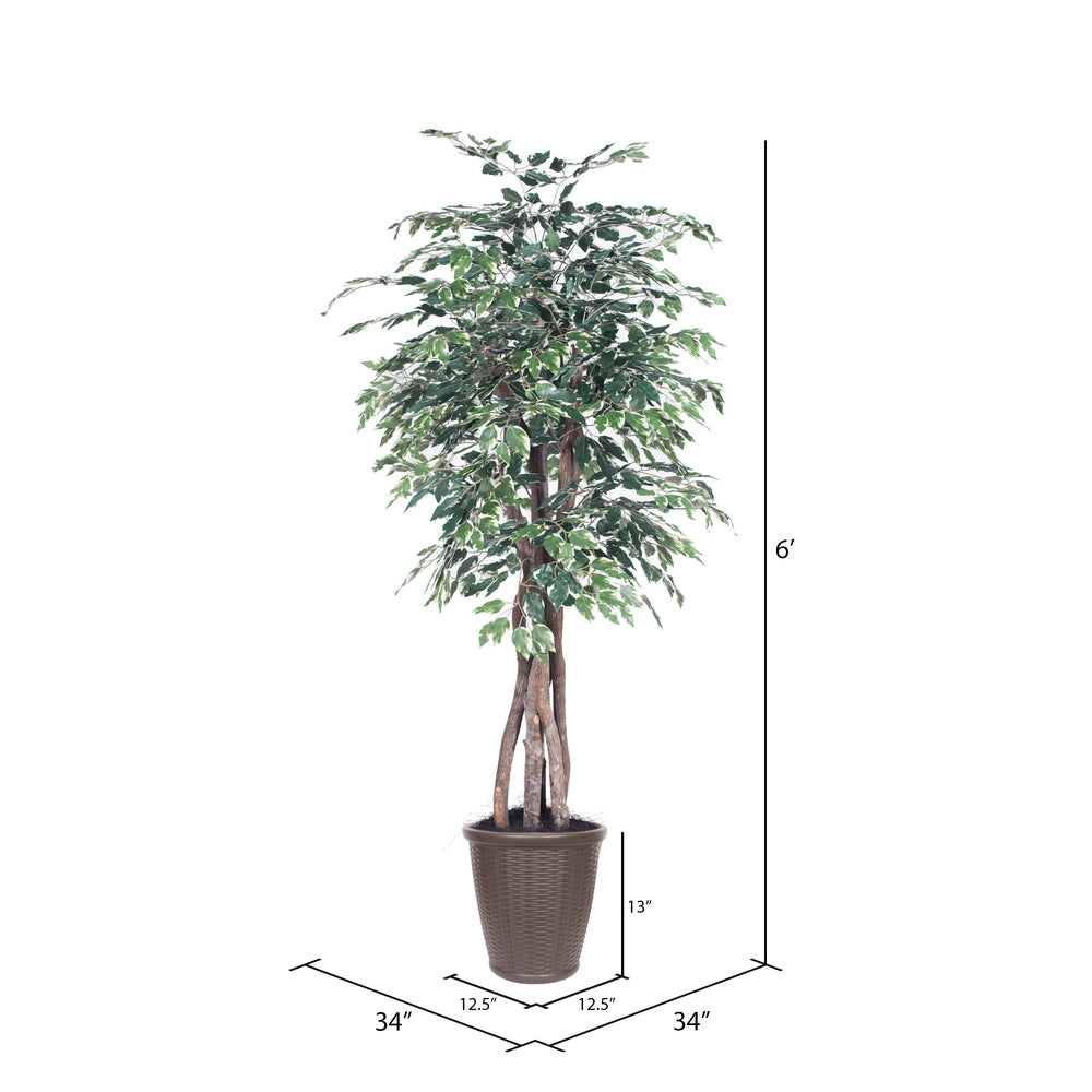 Vickerman 6' Artificial Variegated Ficus Executive Brown Round Plastic Container.
