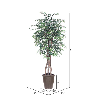 Vickerman 6' Artificial Variegated Ficus Executive Brown Round Plastic Container.