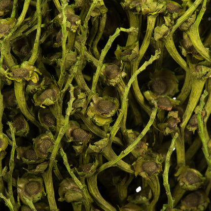 Vickerman 18 x 5" Basil Olympia Seed Pod - Small/Petite 1 piece Dried