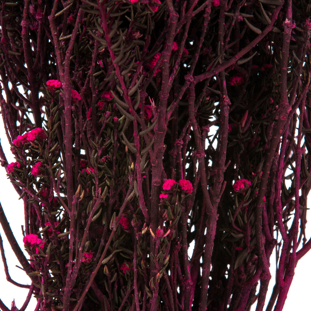 Vickerman 12-22" Raspberry Phylica Bundle.  5-6 oz Preserved