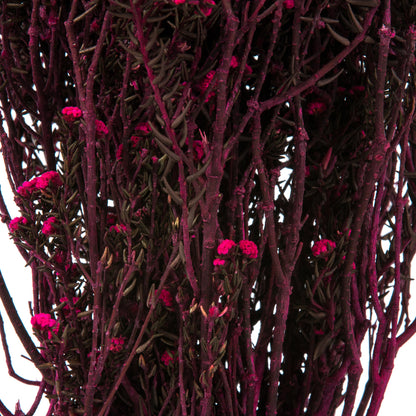 Vickerman 12-22" Raspberry Phylica Bundle.  5-6 oz Preserved