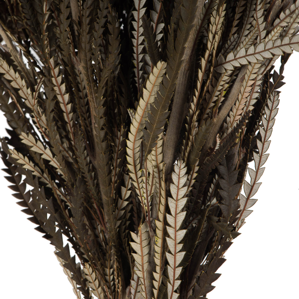 Vickerman 12" Autumn Banksia Foliage & Flowers-Preserved 4 oz Bundle
