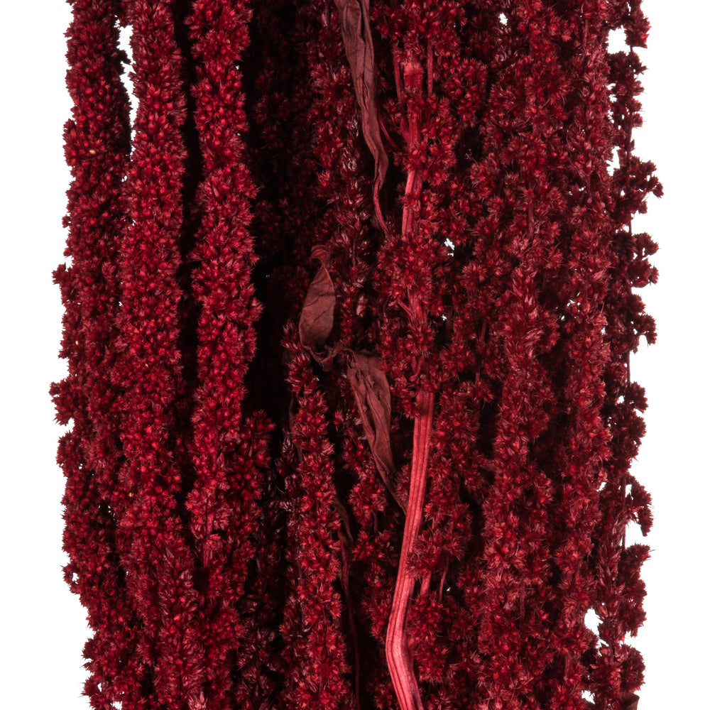 Vickerman 30" Merlot Amaranthus Bundle Preserved