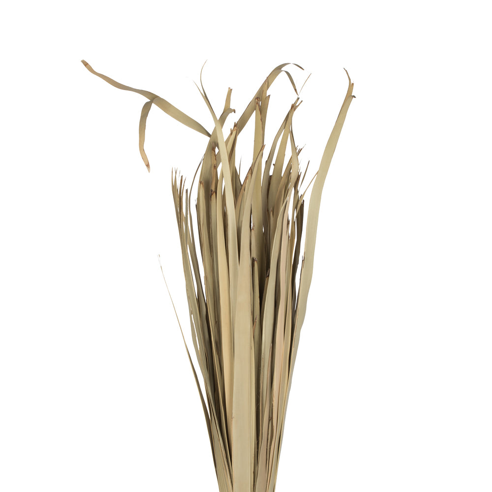 Vickerman Natural Botanicals 40" Sun Palm Leaf Natural Clean. Includes 100 Pieces per Pack