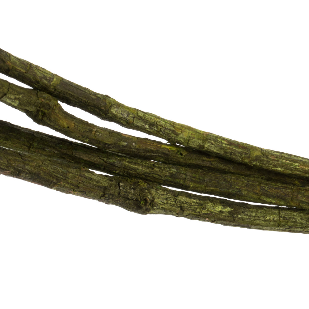 Vickerman 95-100" Basil Tranca Vine Coil 1 coil Dried