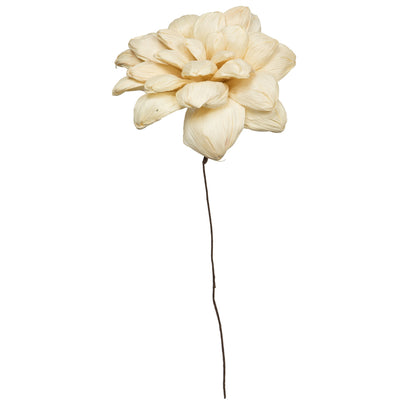 Vickerman Natural Botanicals 6" Bleached Maize Dahlia on 18" wire stem- 6 stem/bag. Dried and preserved.