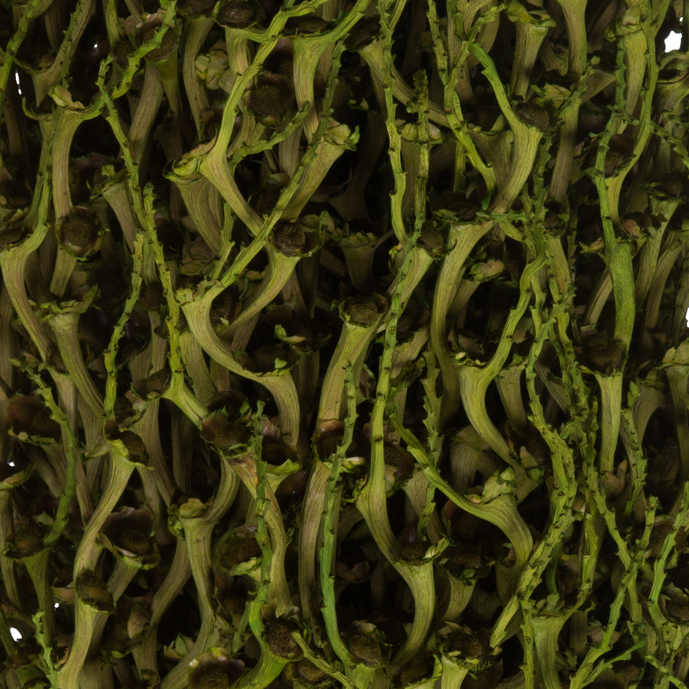 Vickerman 22 x 7" avg Foliage Green Olympia Seed Pod 1 piece Dried