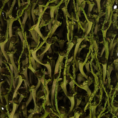 Vickerman 22 x 7" avg Foliage Green Olympia Seed Pod 1 piece Dried
