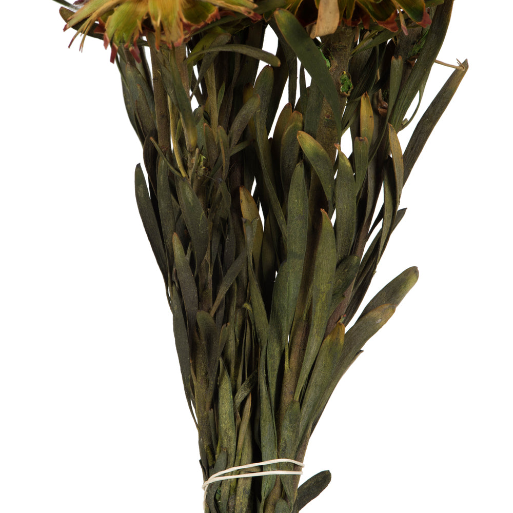 Vickerman 8-20" Aspen Gold Plumosum Female 8 flower heads per bundle Preserved