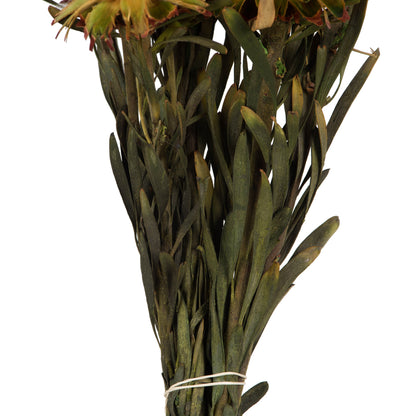 Vickerman 8-20" Aspen Gold Plumosum Female 8 flower heads per bundle Preserved