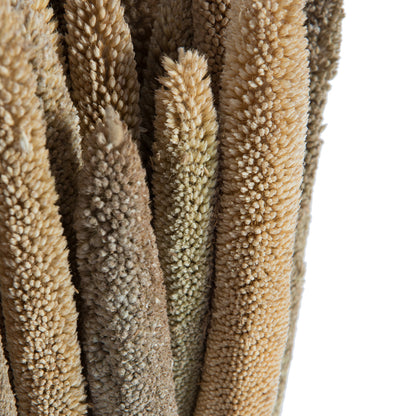 Vickerman Natural Botanicals 24" Babala Natural. Includes 75 pieces per unit.