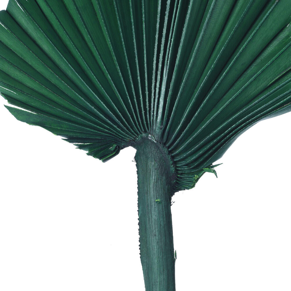 Vickerman Natural Botanicals 13.75 - 19.5" Emerald Dried Palm Sun Spear 12 per bag.