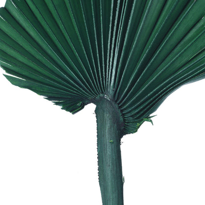 Vickerman Natural Botanicals 13.75 - 19.5" Emerald Dried Palm Sun Spear 12 per bag.
