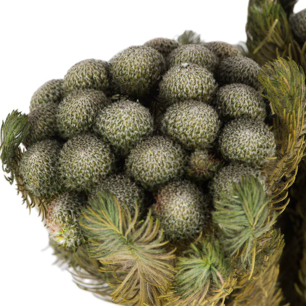 Vickerman 12-16" Natural Green Brunia 4 oz Bundle Preserved