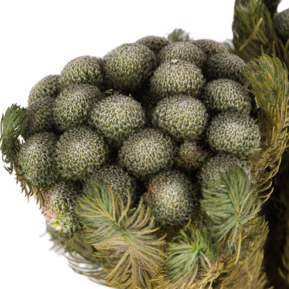 Vickerman 12-16" Natural Green Brunia 4 oz Bundle Preserved