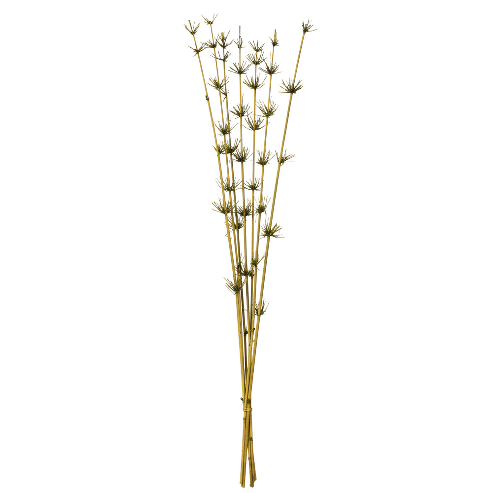 Vickerman 36-40" Basil Star Bamboo Reed 7 stems Dried