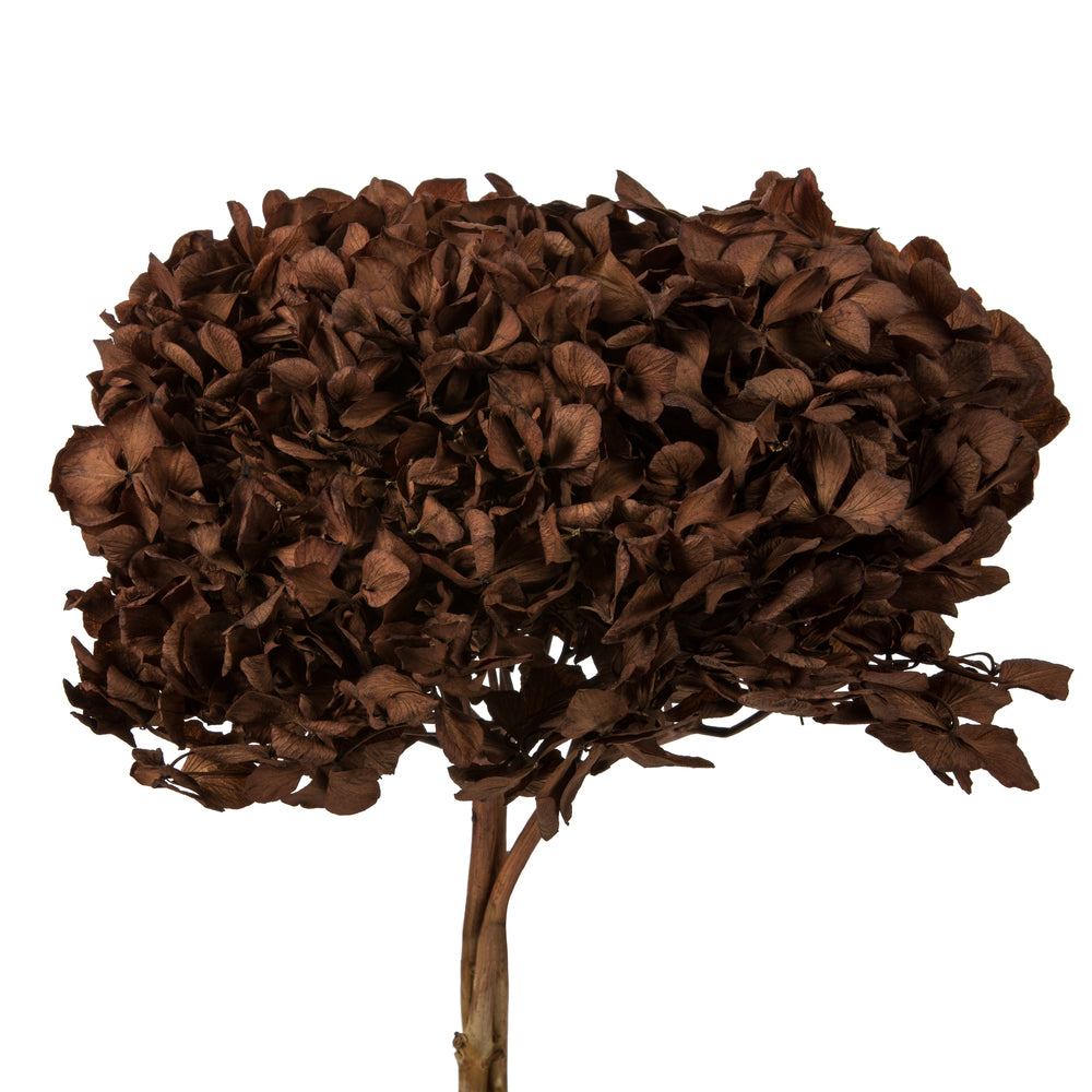 Vickerman 15" Brown Hydrangea with Multiple Branch Segments. Preserved