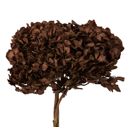 Vickerman 15" Brown Hydrangea with Multiple Branch Segments. Preserved