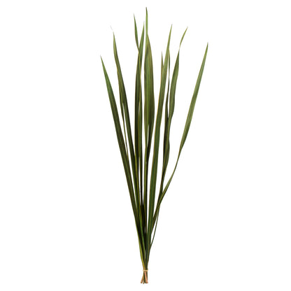 Vickerman 18-30" Basil Snake Grass. Includes 36 Stems (3 - 12 Stem Bundles) Dried