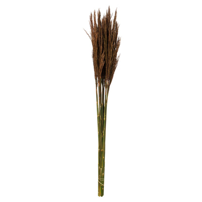 Vickerman 36"  Brown Plume Reed Bundle (15-20 stems) Preserved