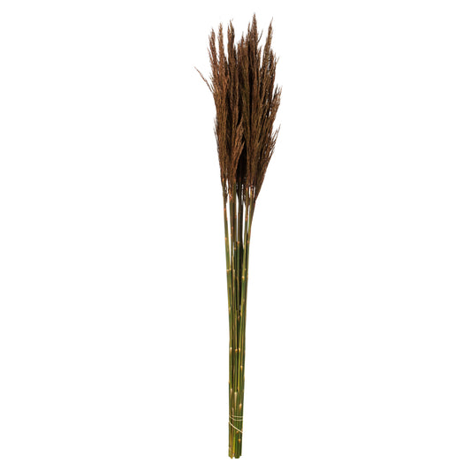 Vickerman 36"  Brown Plume Reed Bundle (15-20 stems) Preserved