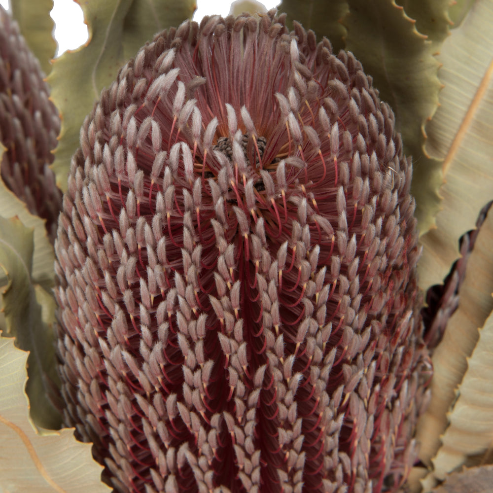 Vickerman 12" Natural Pink Banksia Menzi Flower with Stem. Includes 3 Stems per Pack Dried