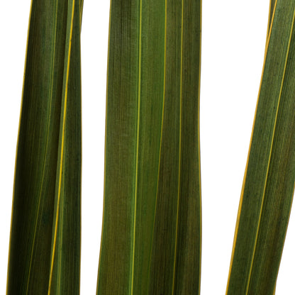 Vickerman 18-30" Basil Snake Grass. Includes 36 Stems (3 - 12 Stem Bundles) Dried