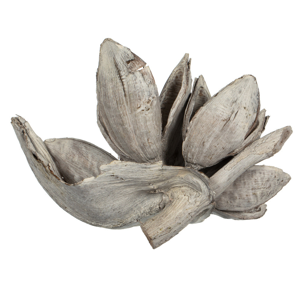 Vickerman 6" White Wash Star Pod 1 piece Dried