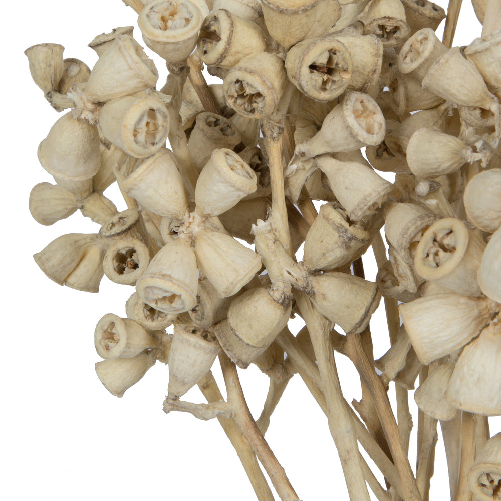 Vickerman Natural Botanicals 11" x 2-4" Conical Gum Branch Bleached 20 stems per unit