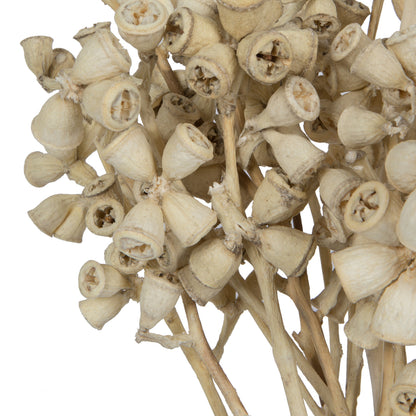 Vickerman Natural Botanicals 11" x 2-4" Conical Gum Branch Bleached 20 stems per unit