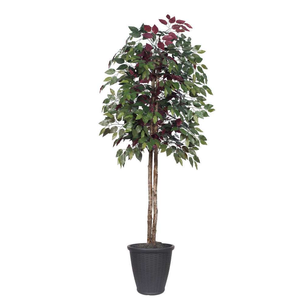 Vickerman 6' Artificial Capensia Tree Gray Round Plastic Container.