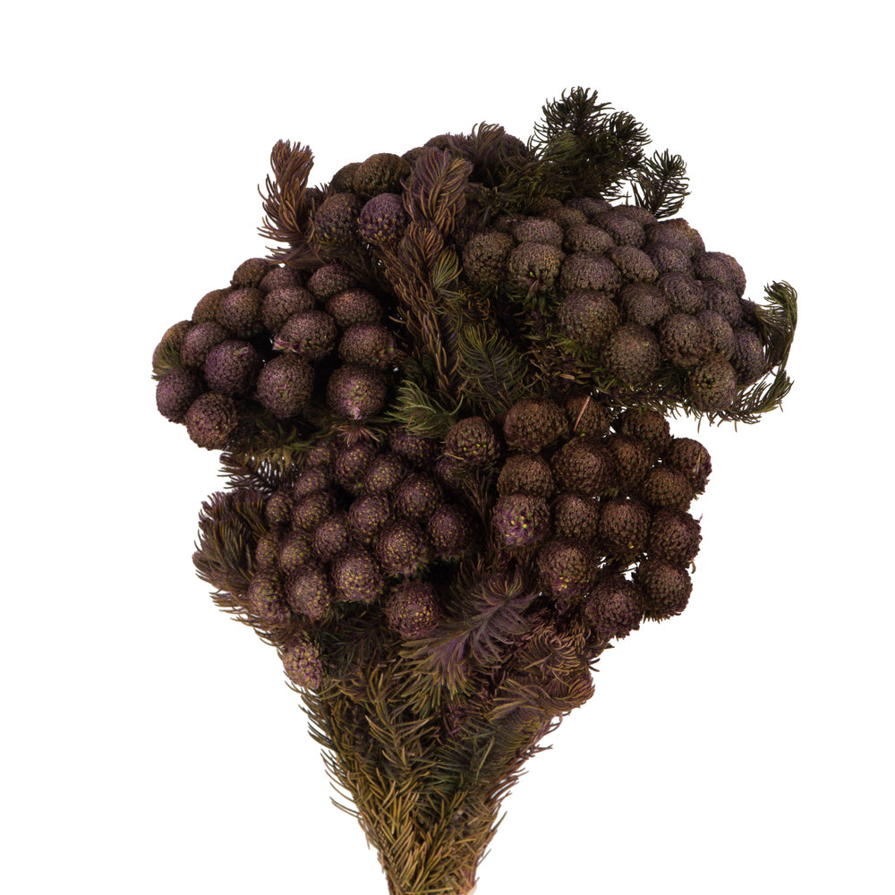 Vickerman 12-16" Violet Brunia 4 oz Bundle Preserved
